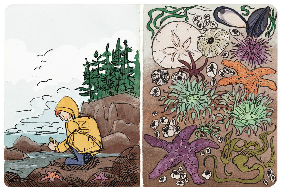 Tidepool spread, 2026, ink, watercolour texture, digital colour